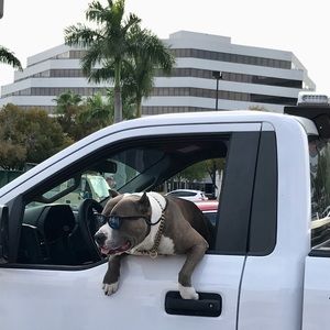 Meet your Posher, Abigail